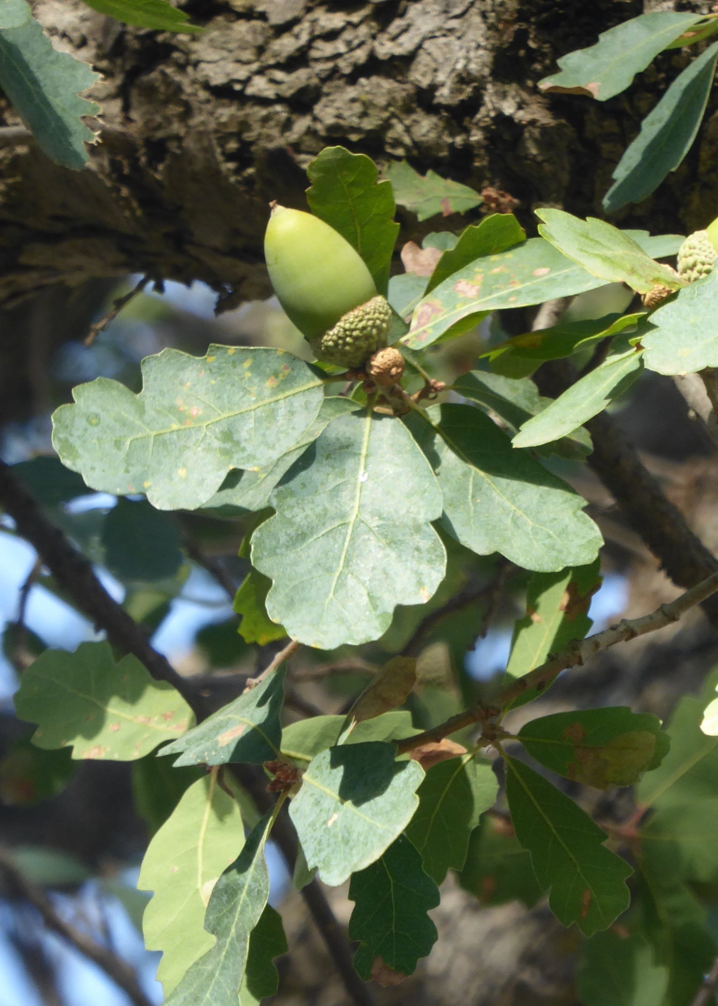 Quercus douglasii - Blue Oak