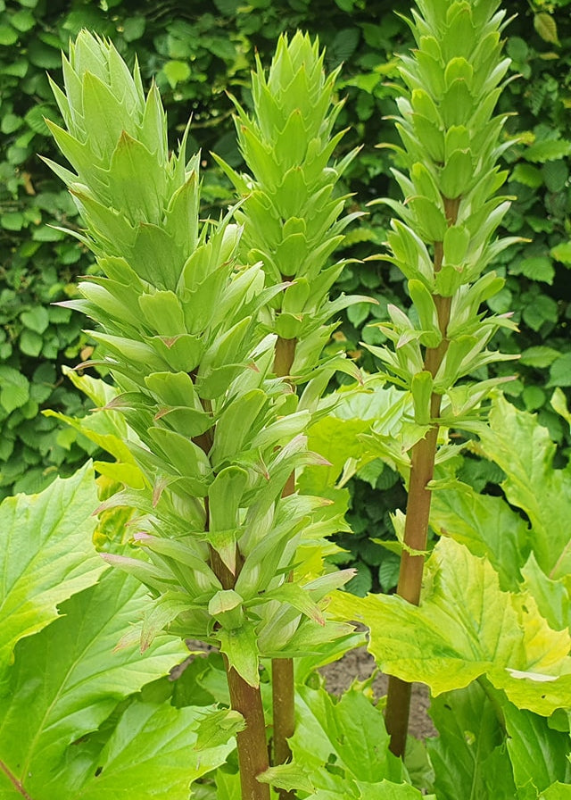 Acanthus mollis ‘Hollards Gold’