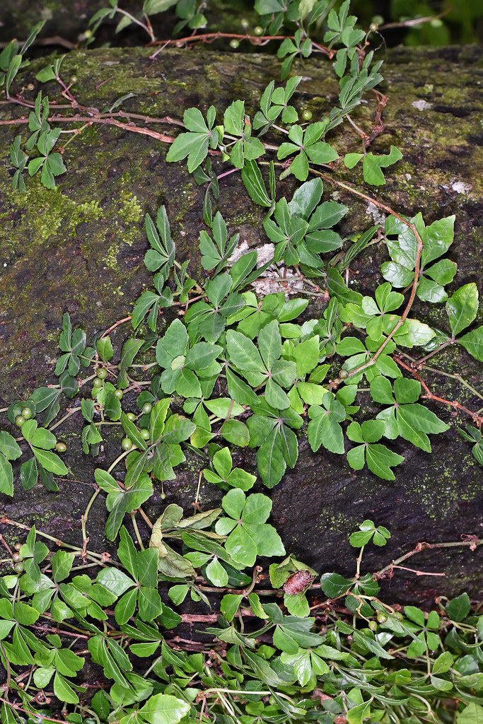 Tetrastigma obtectum