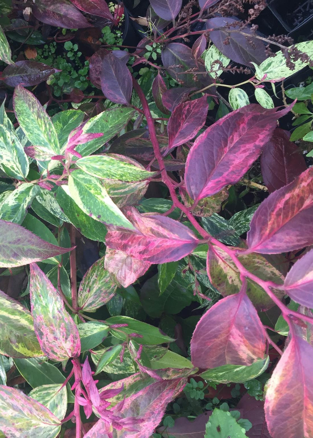 Leucothoe fontanesiana 'Rainbow'