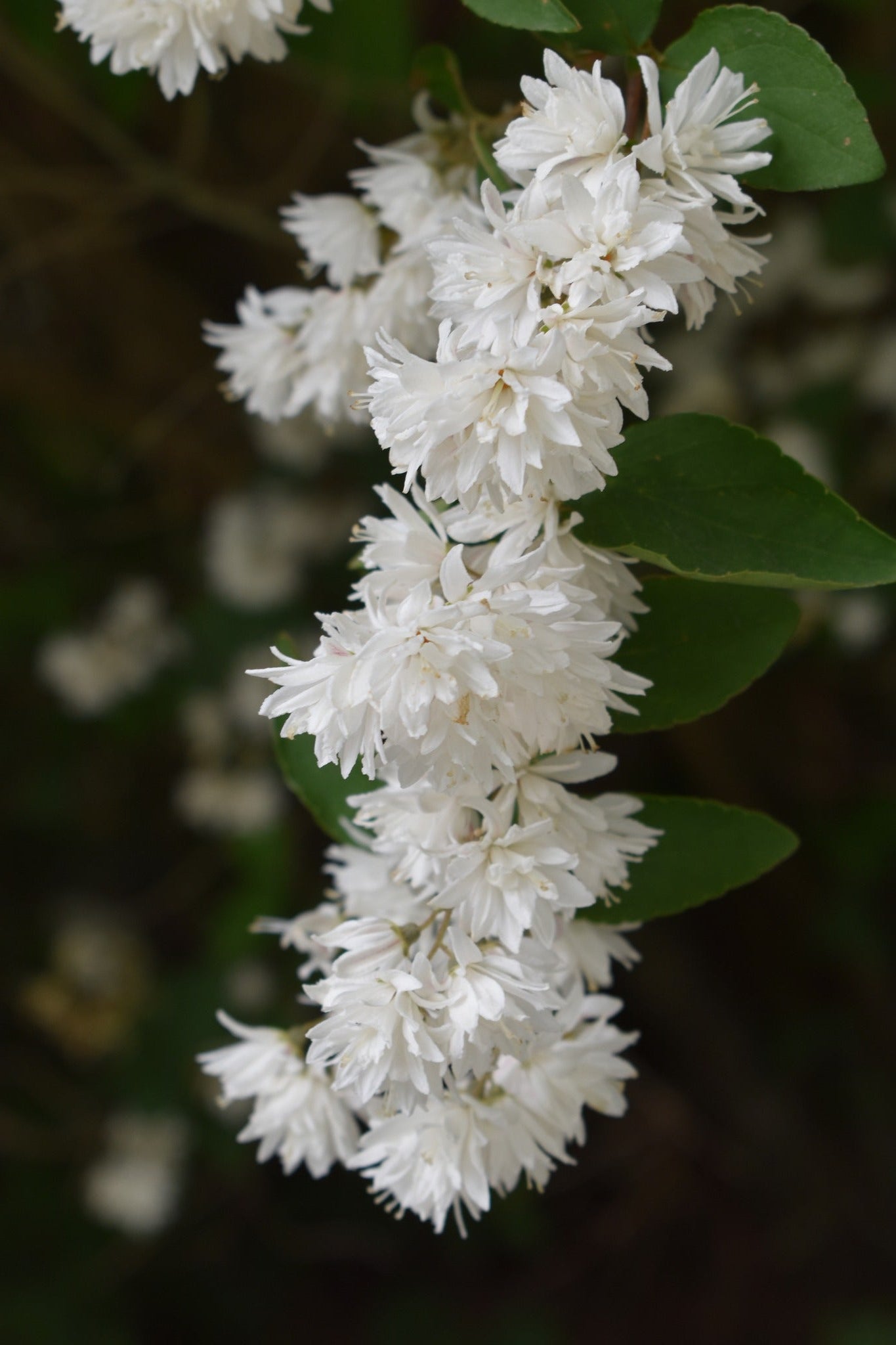 Deutzia scabra 'Candidissima'