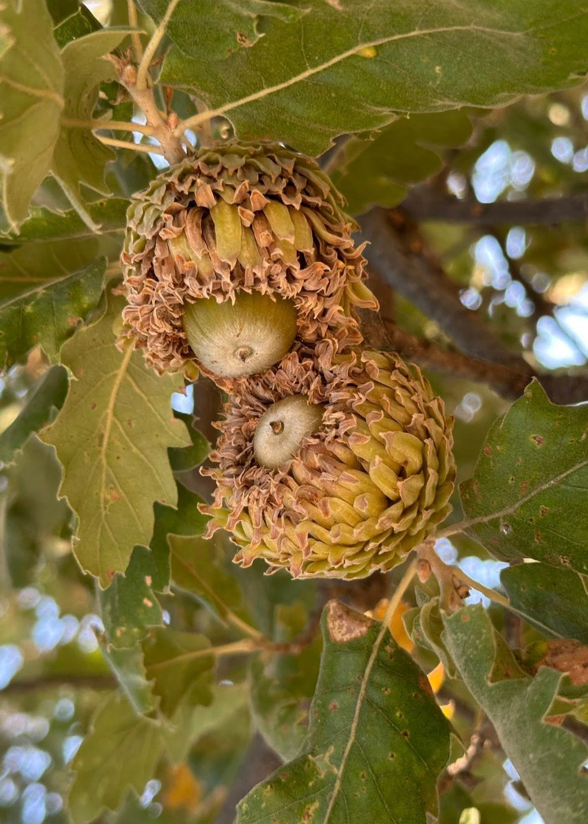 Quercus ithaburensis subsp. macrolepis - Valonia Oak