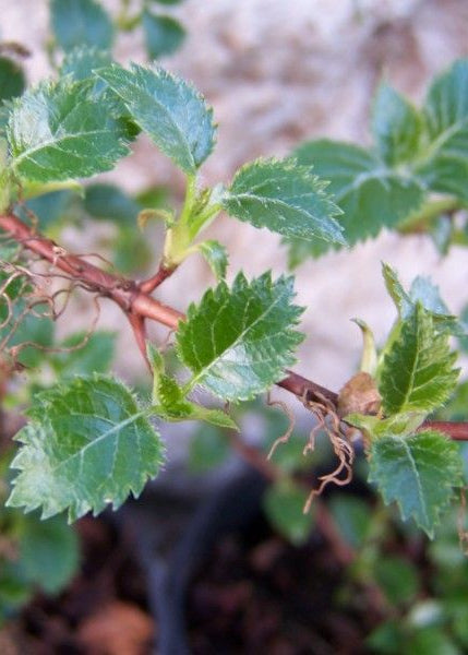 Hydrangea anomala ssp. petiolaris 'Brookside Littleleaf'