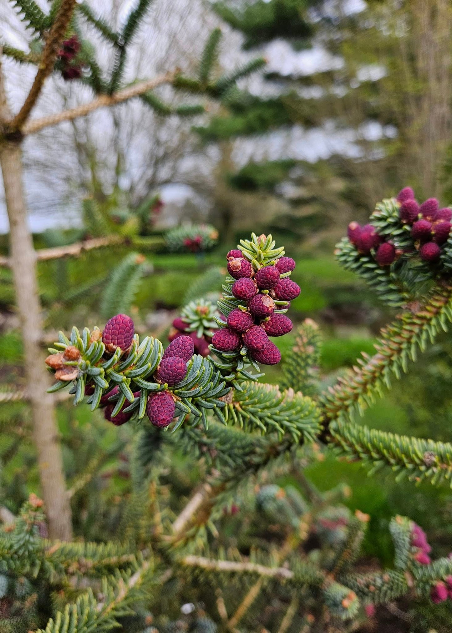 Abies pinsapo - Spanish Fir