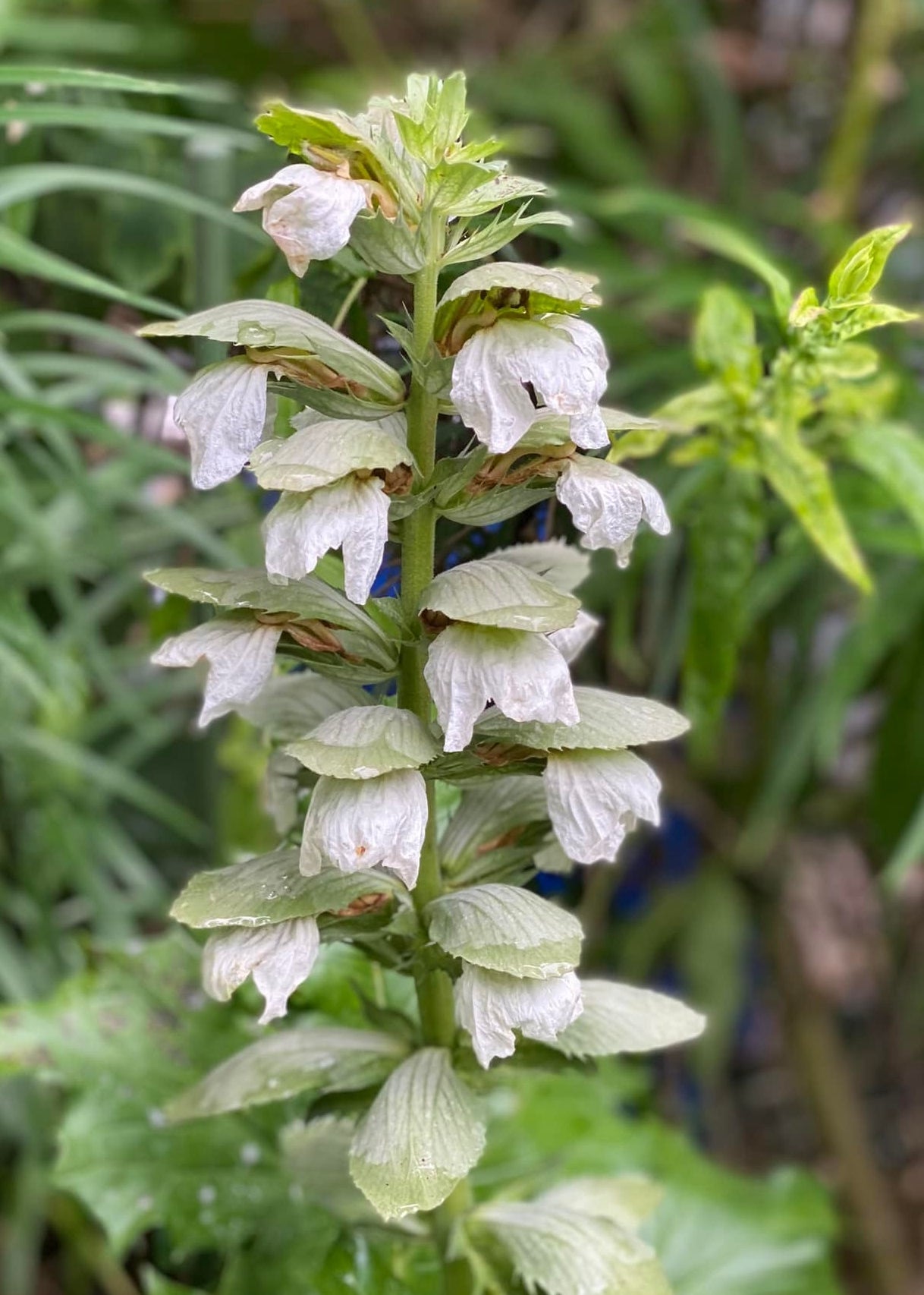 Acanthus Mollis 'Rue Ledan'
