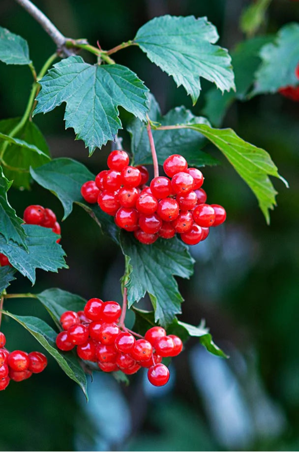 Viburnum trilobum - American Cranberry Bush