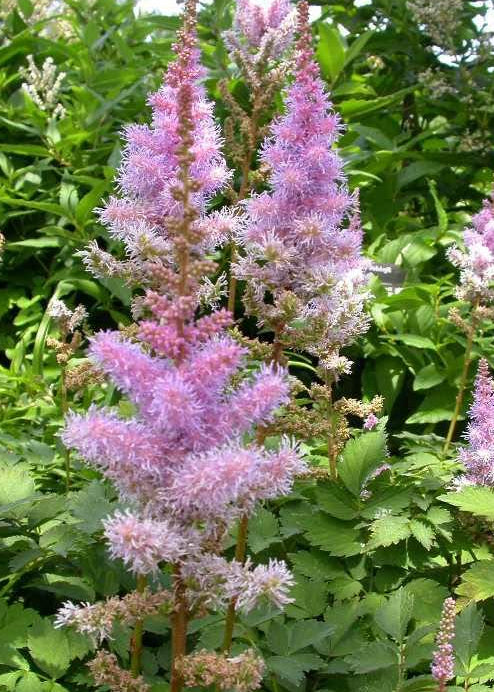 Astilbe chinensis 'Pumila'