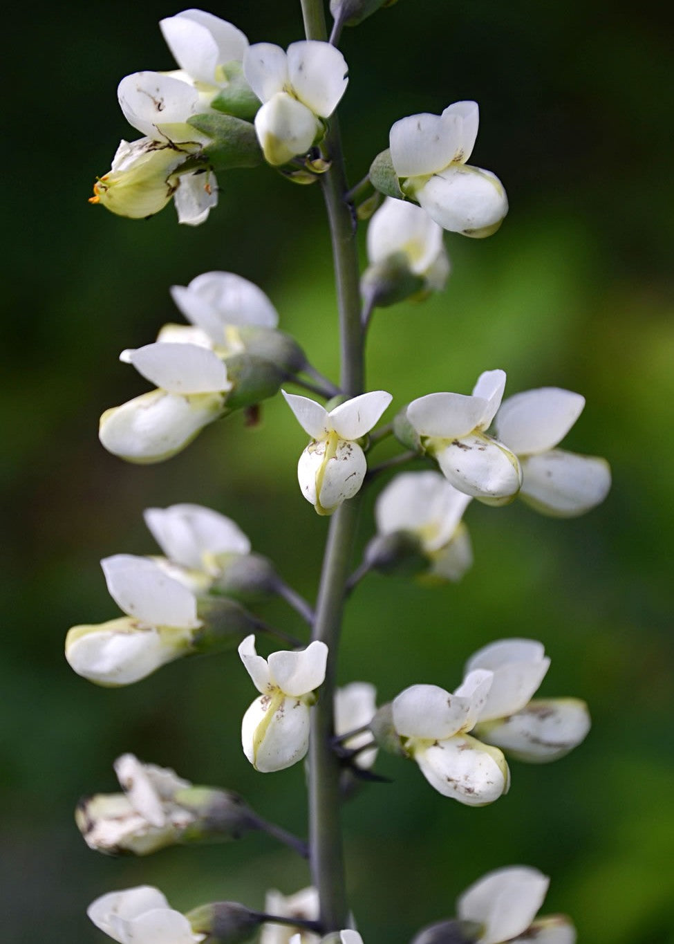 Baptisia alba Syn: Baptisia leucantha - White Wild Indigo