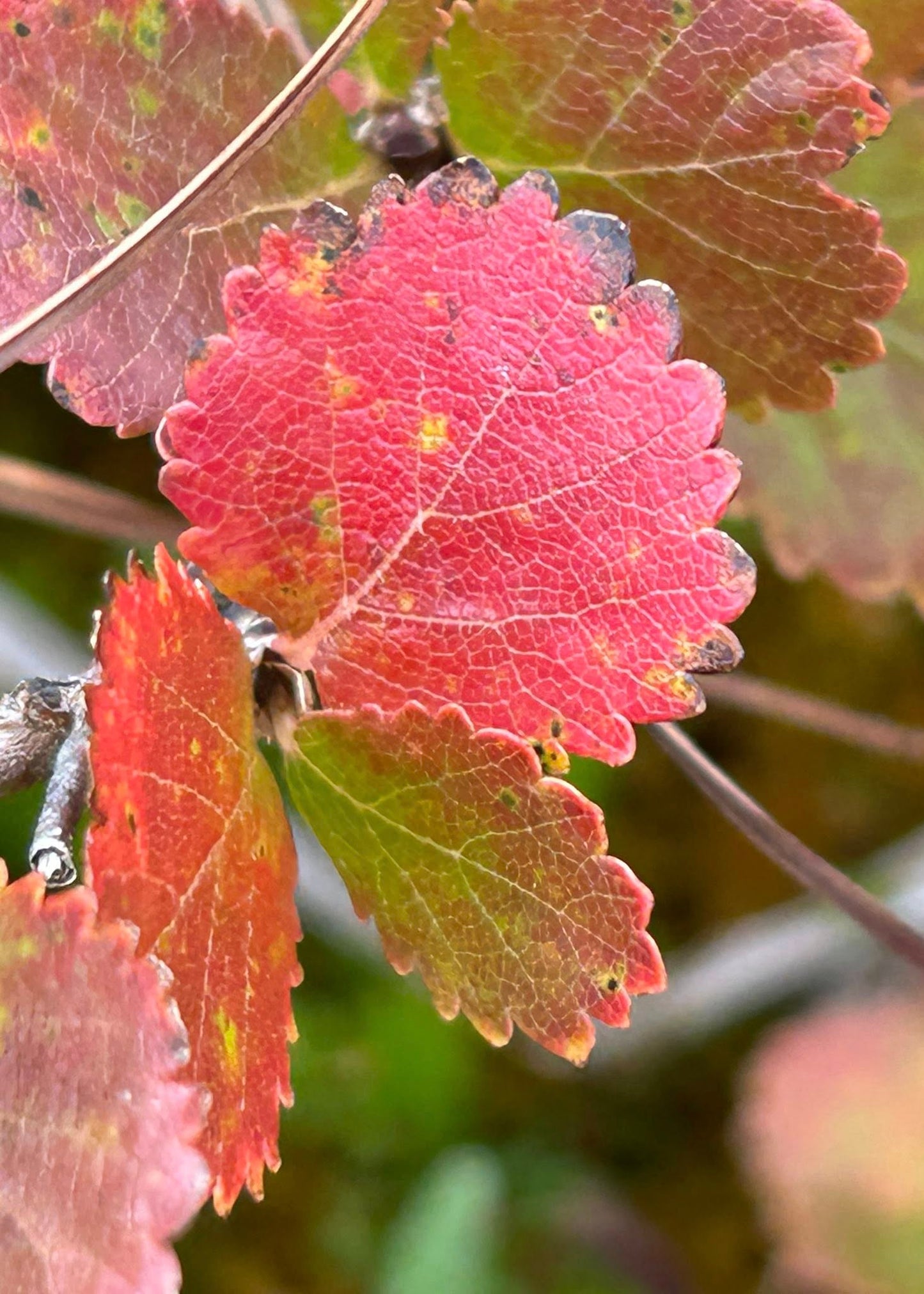 Betula pumila - Bog Birch
