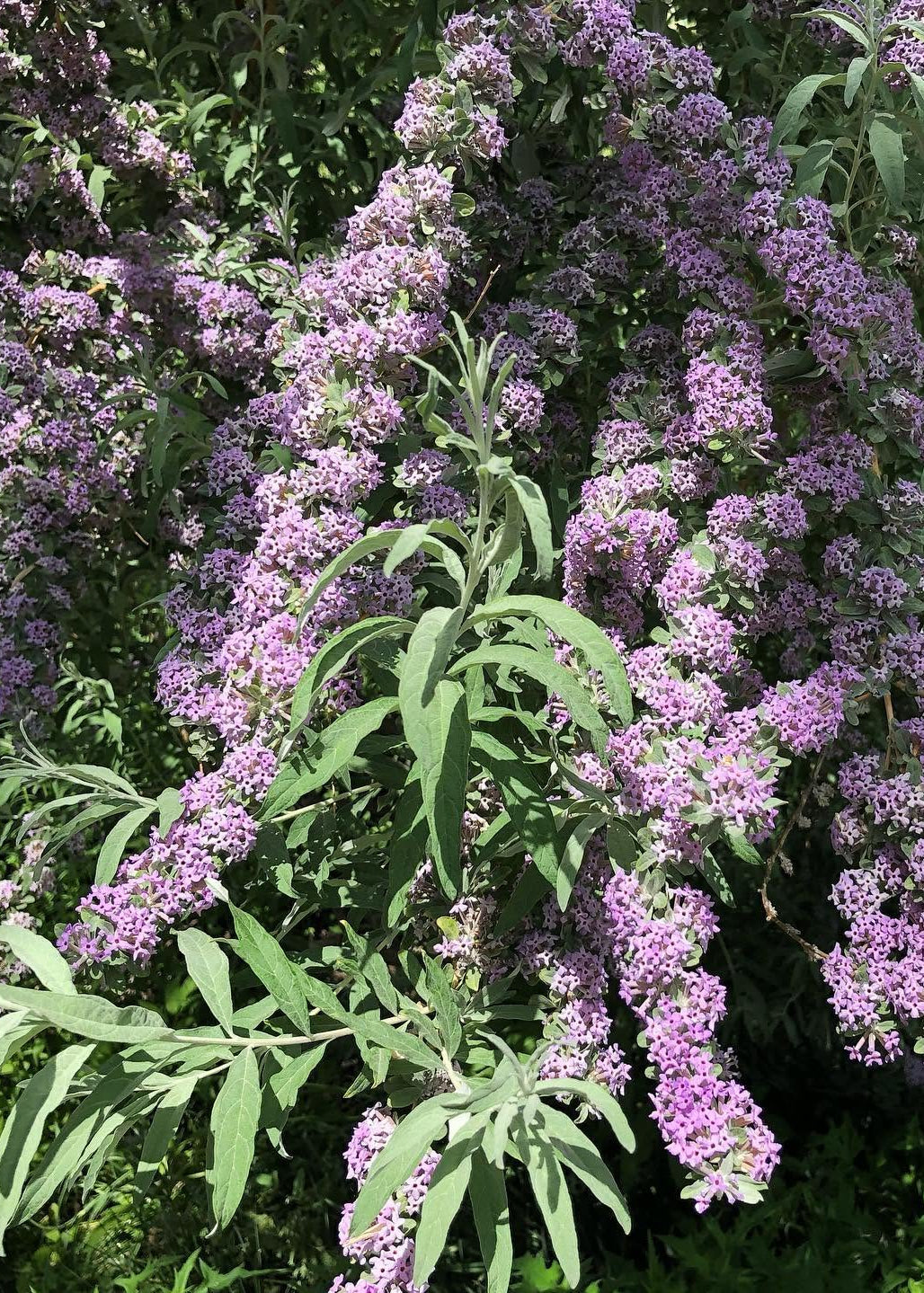 Buddleja alternifolia 'Argentea'