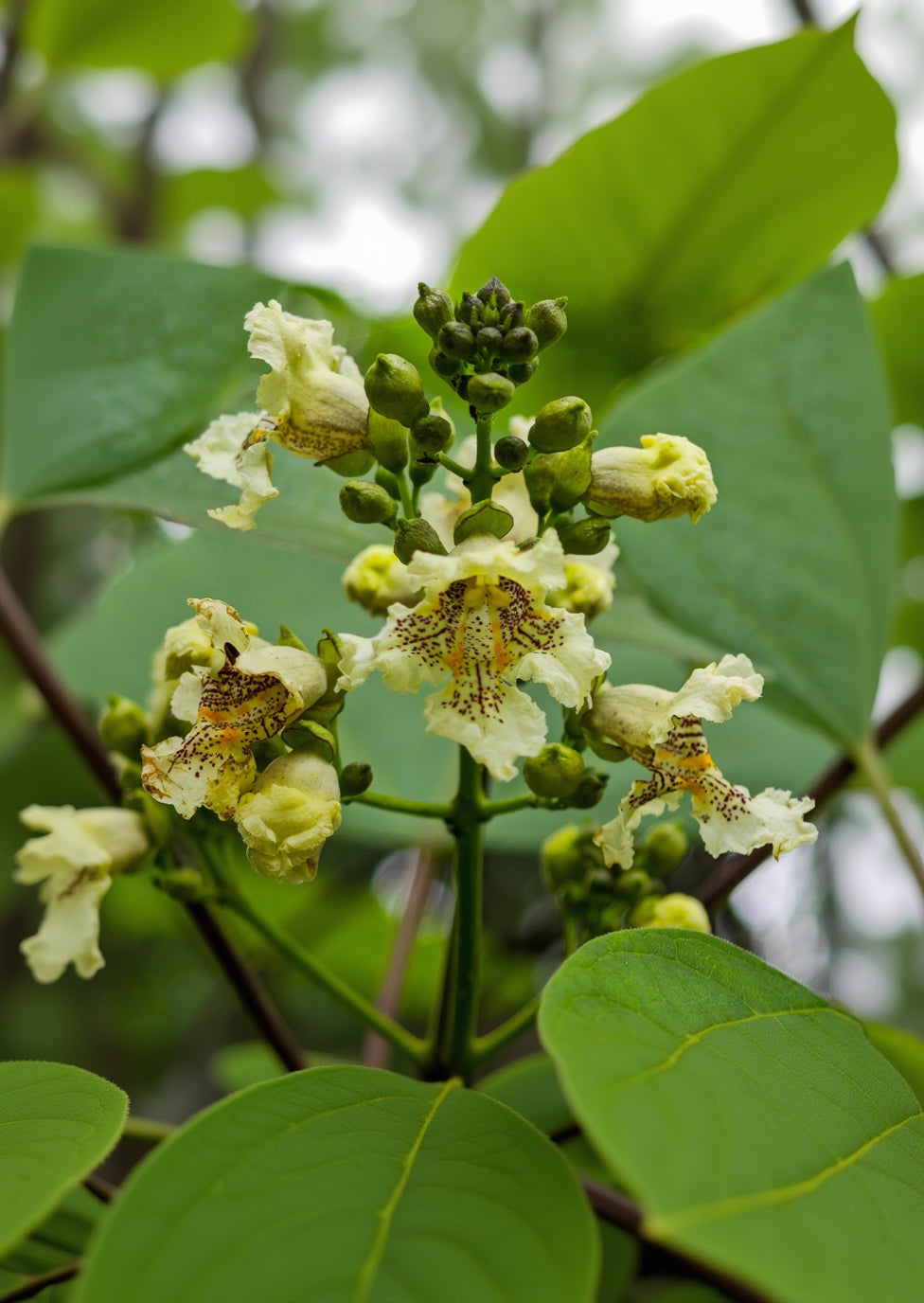 Catalpa ovata - Chinese Catalpa