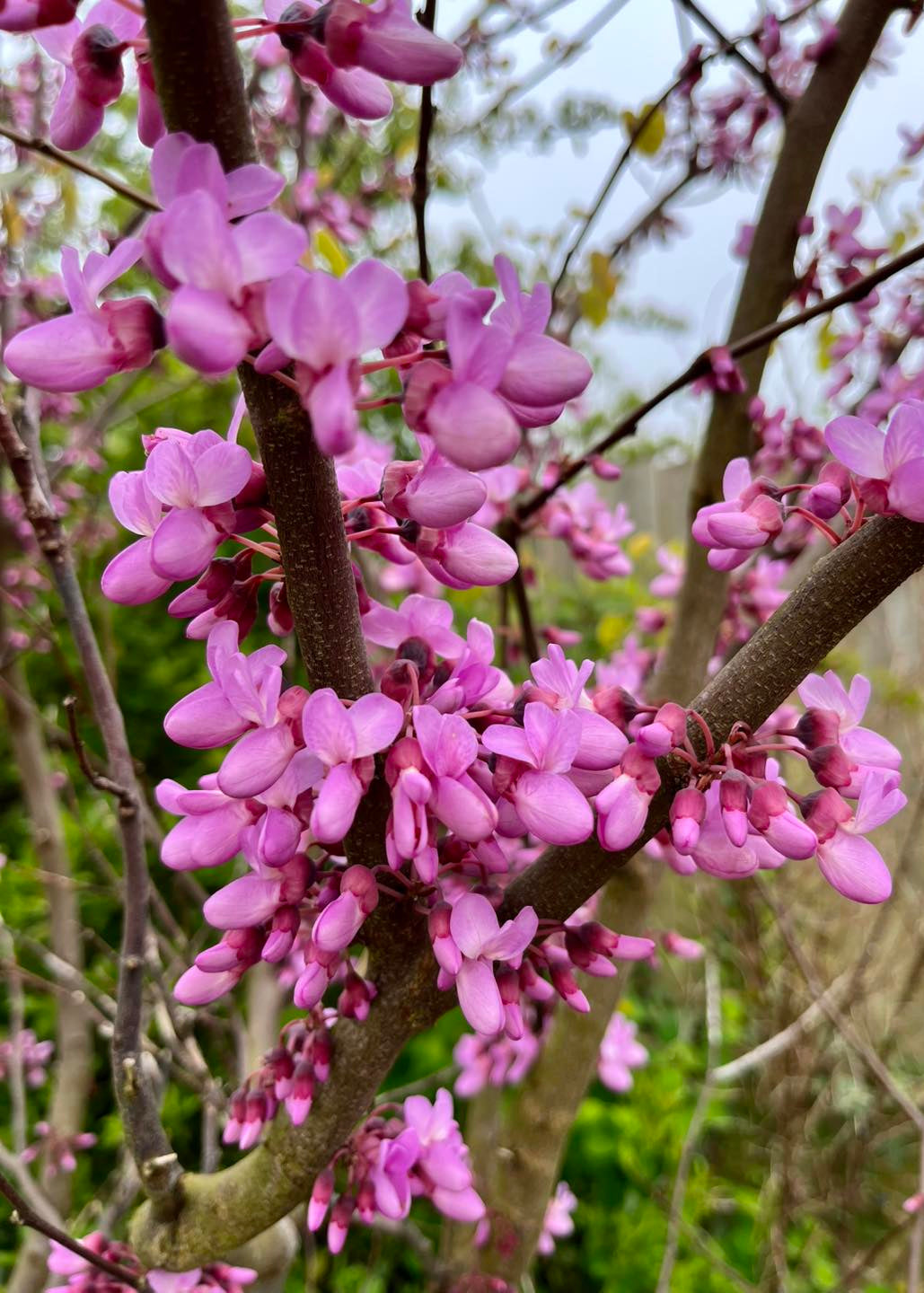 Cercis siliquastrum - Judas Tree