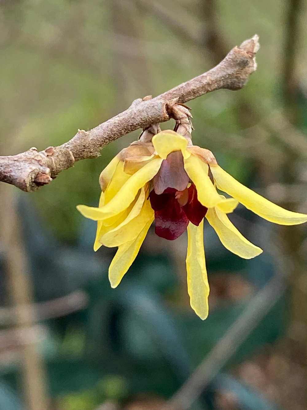Chimonanthus Praecox Wintersweet Elswood Rare Plants chimonanthus-praecox-wintersweet-elswood-rare-plants
