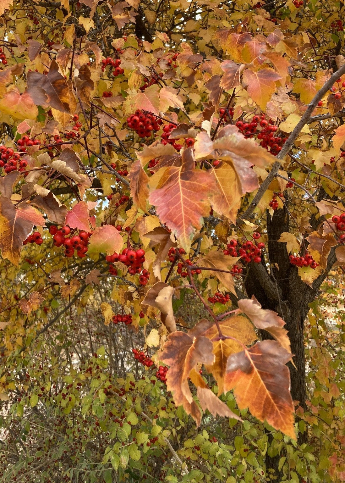 Crataegus phaenopyrum - Washington Hawthorn