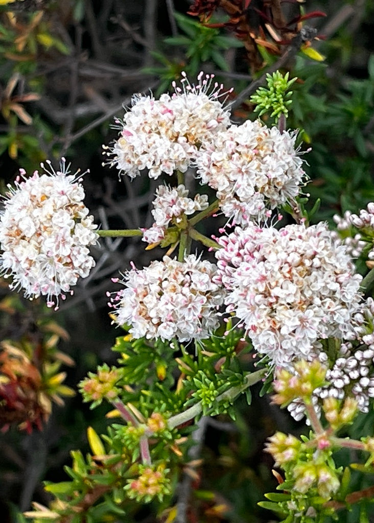 Eriogonum fasciculatum - Californian Buckwheat