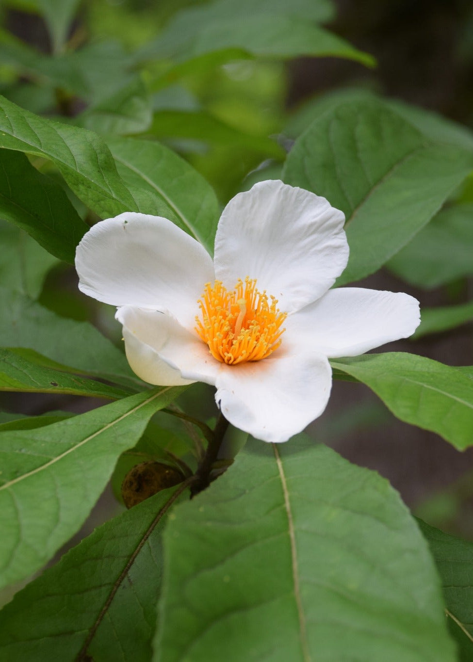 Franklinia alatamaha - Franklin Tree