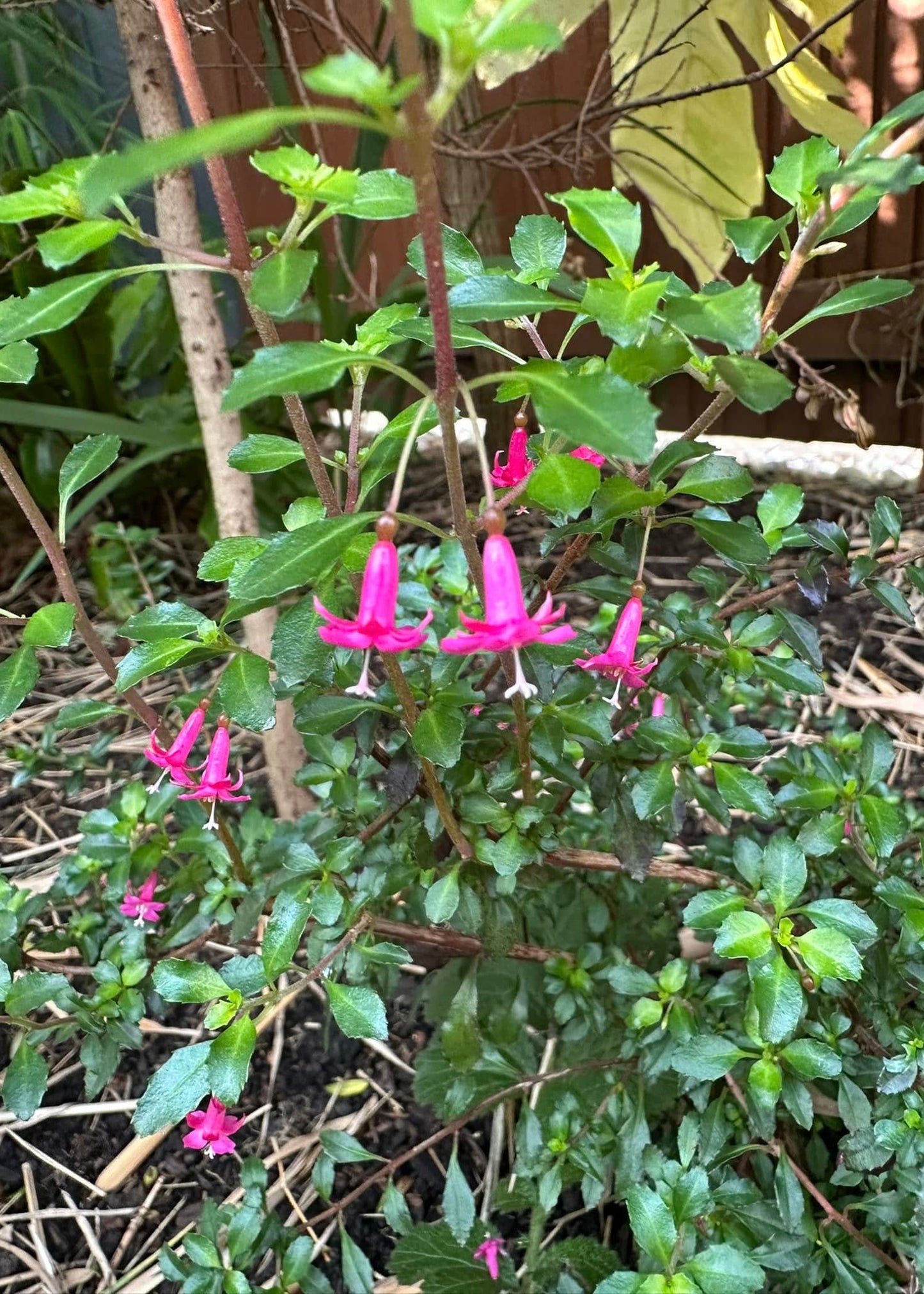 Fuchsia microphylla