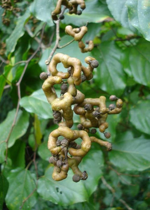 Hovenia dulcis - Japanese Raisin Tree