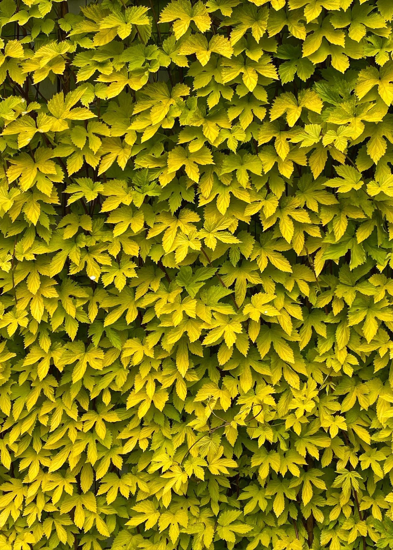 Humulus lupulus 'Aureus' - Golden Hops