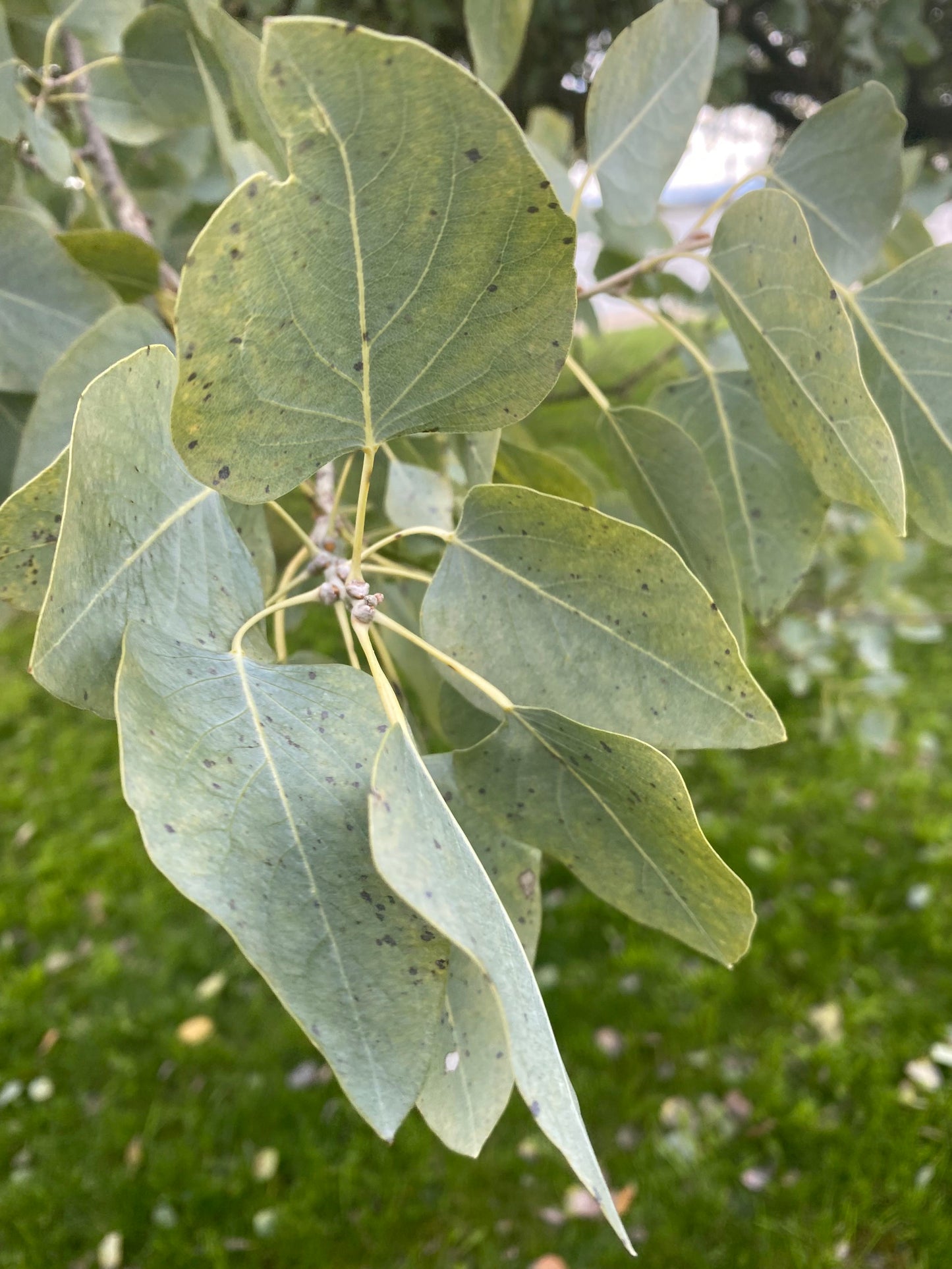 Populus euphratica - Euphrates Poplar or Desert Poplar