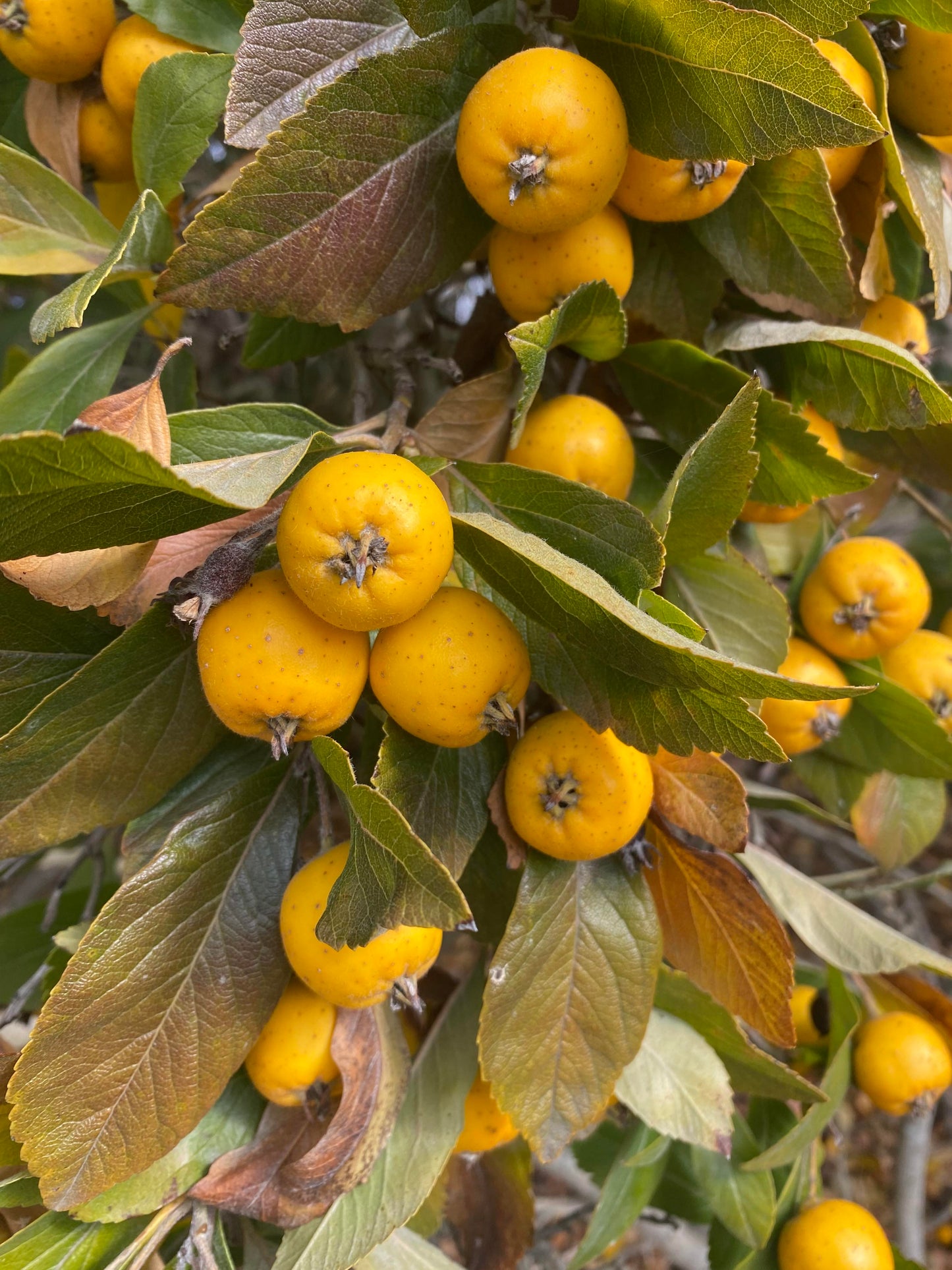 Crataegus mexicana - Mexican Hawthorn or Tejocote