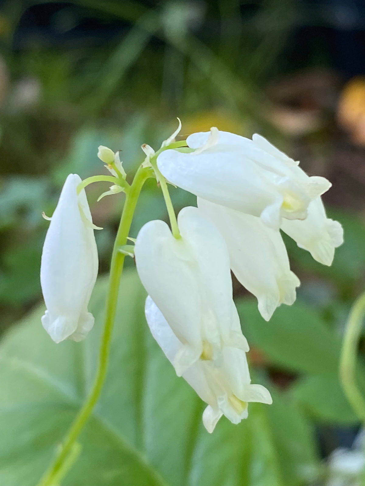 Dicentra formosa 'Alba' - White Pacific Bleeding Heart
