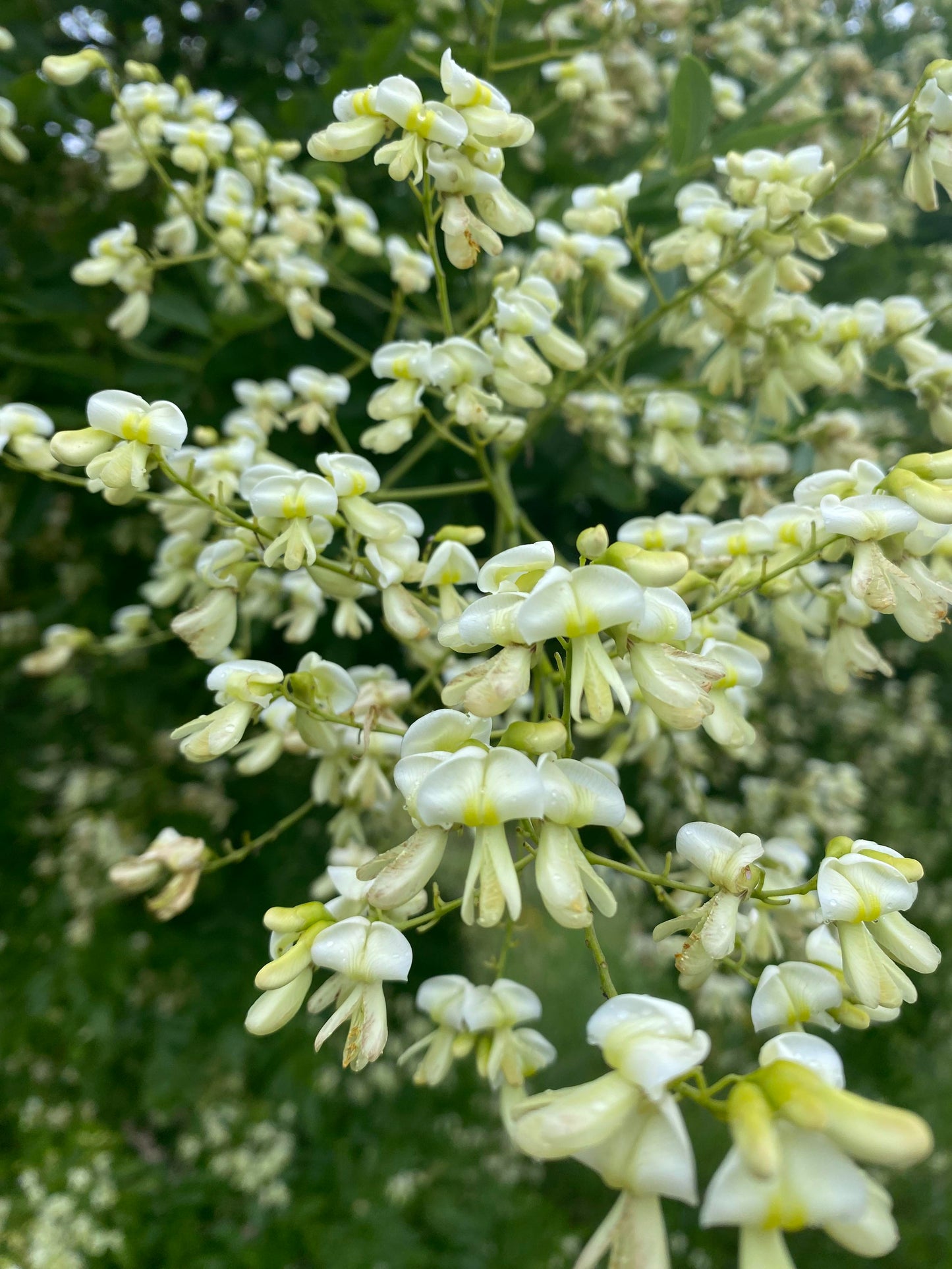 Styphnolobium japonicum - Japanese Pagoda Tree