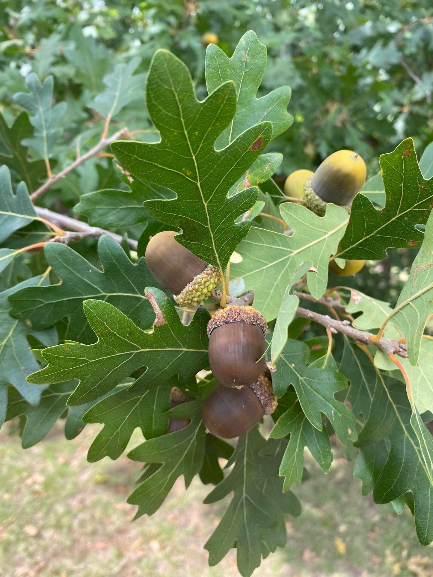 Quercus gambelii - Gambel Oak