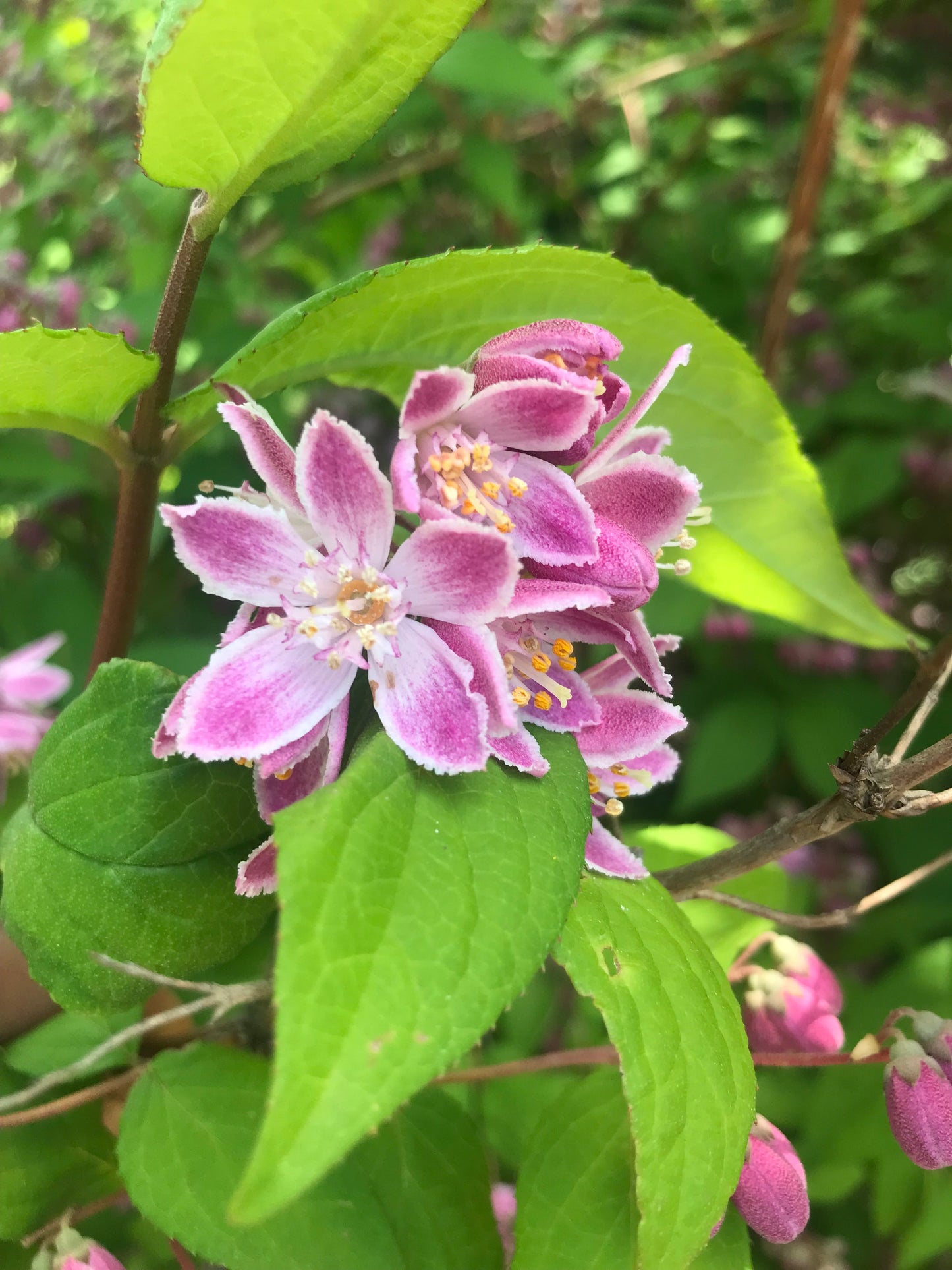 Deutzia x hybrida 'Magicien'