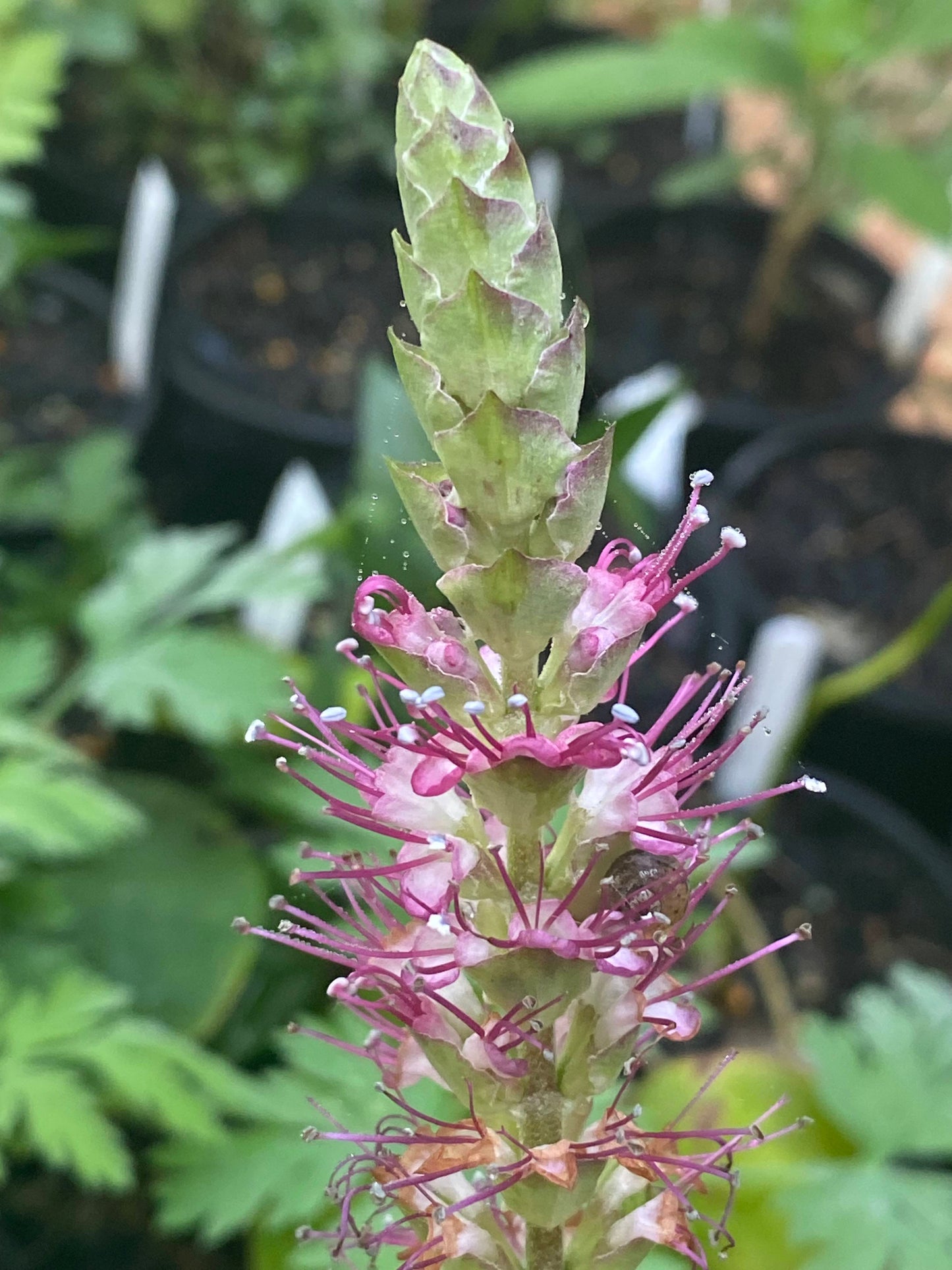 Leucosceptrum stellipilum - Japanese Shrub Mint