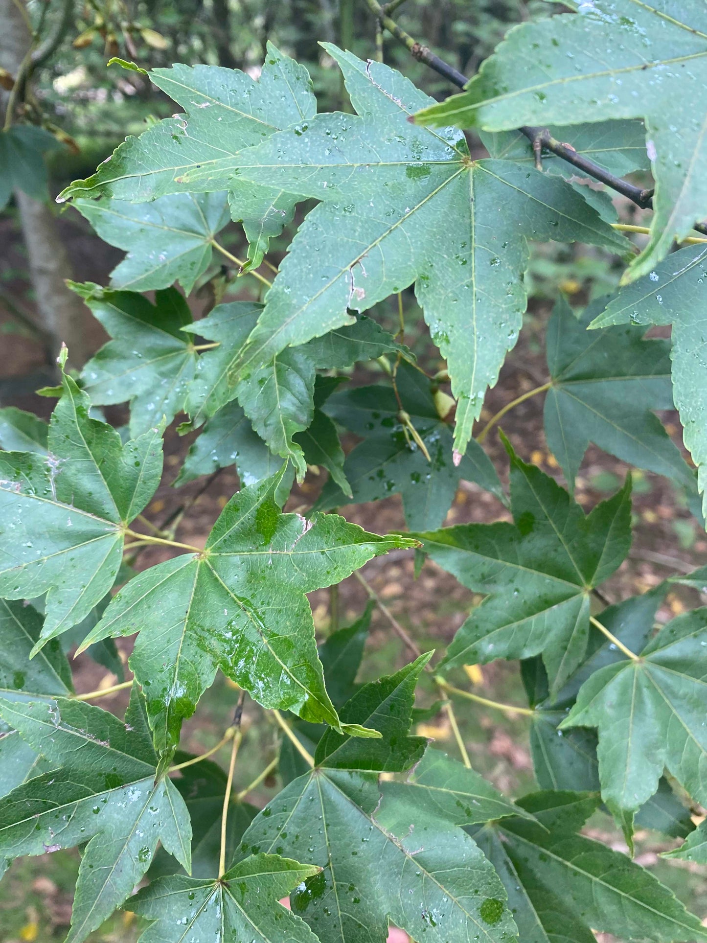 Acer sinense - Chinese Maple