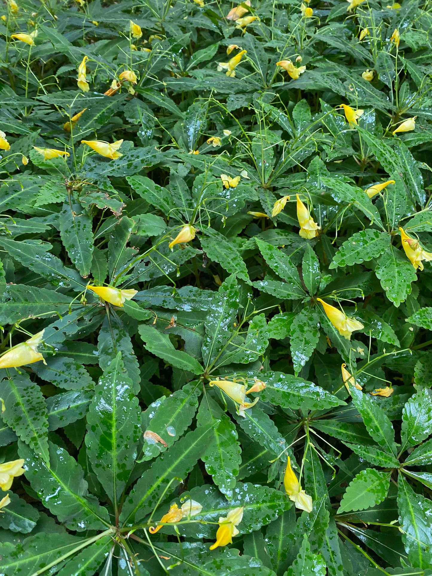Impatiens omeiana