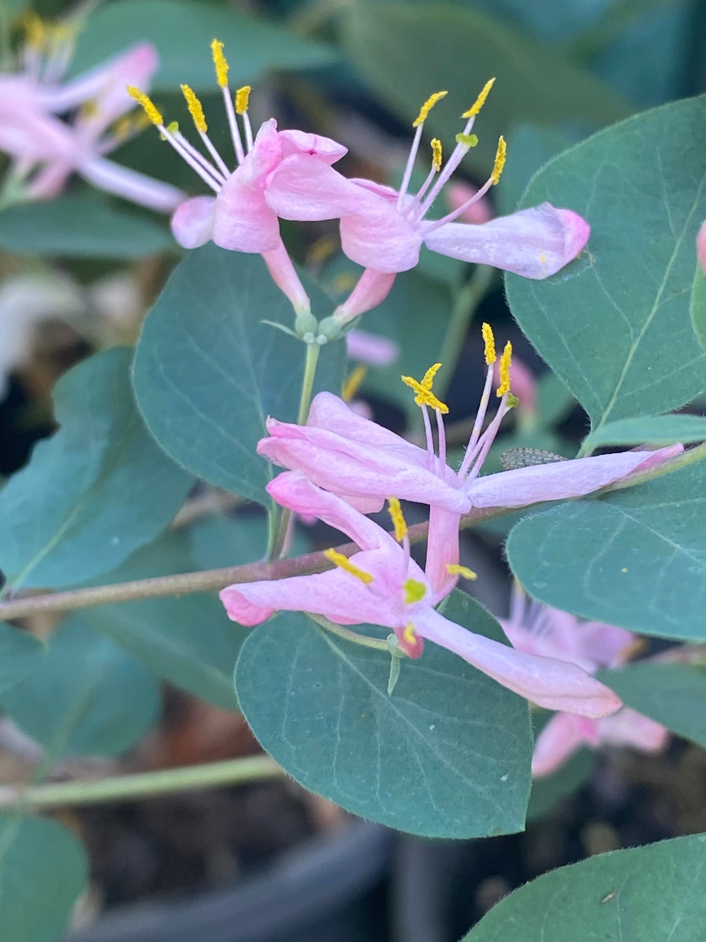 Lonicera korolkowii - Blue-leafed Honeysuckle
