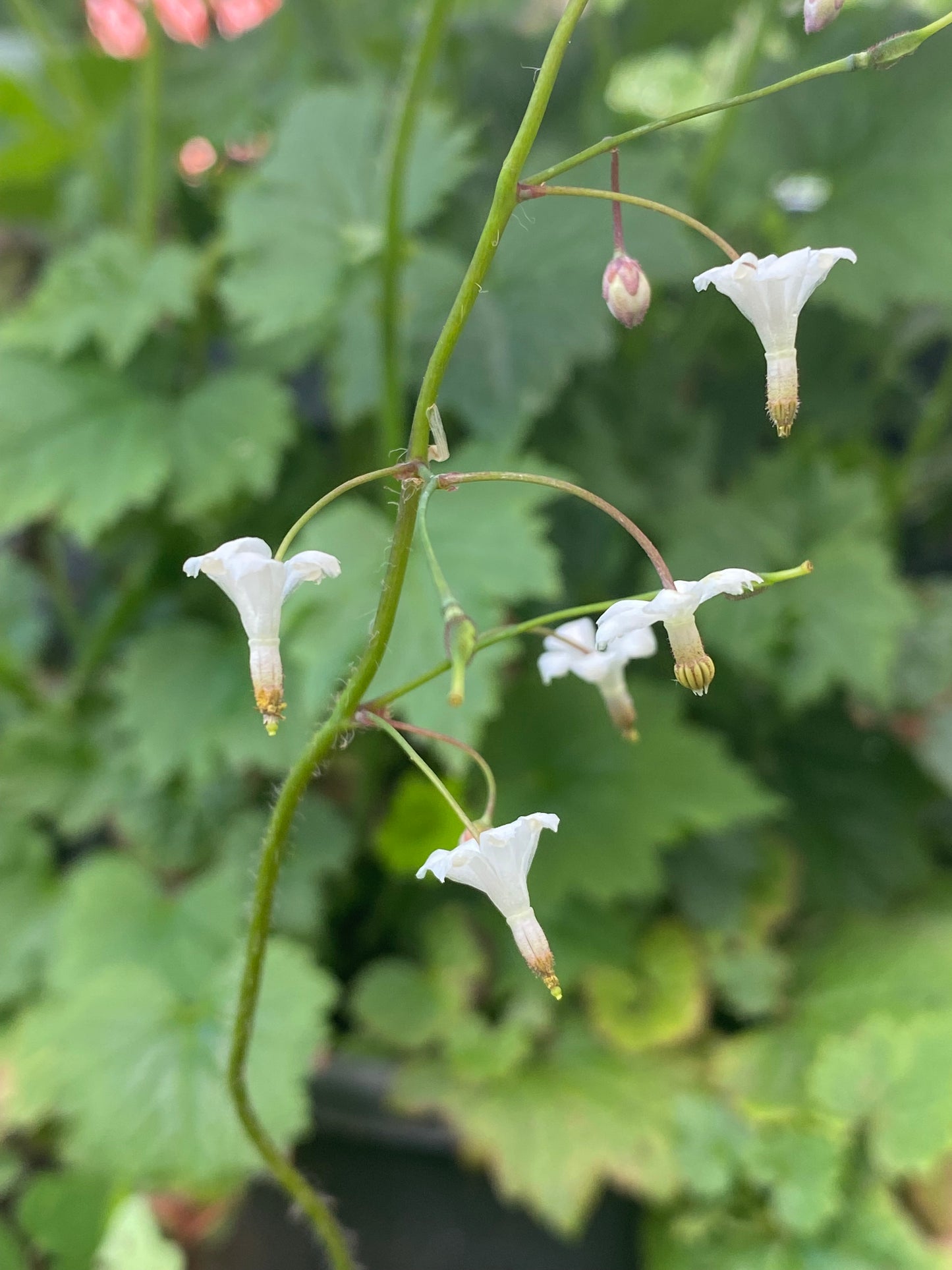 Vancouveria hexandra - Inside-out Flower