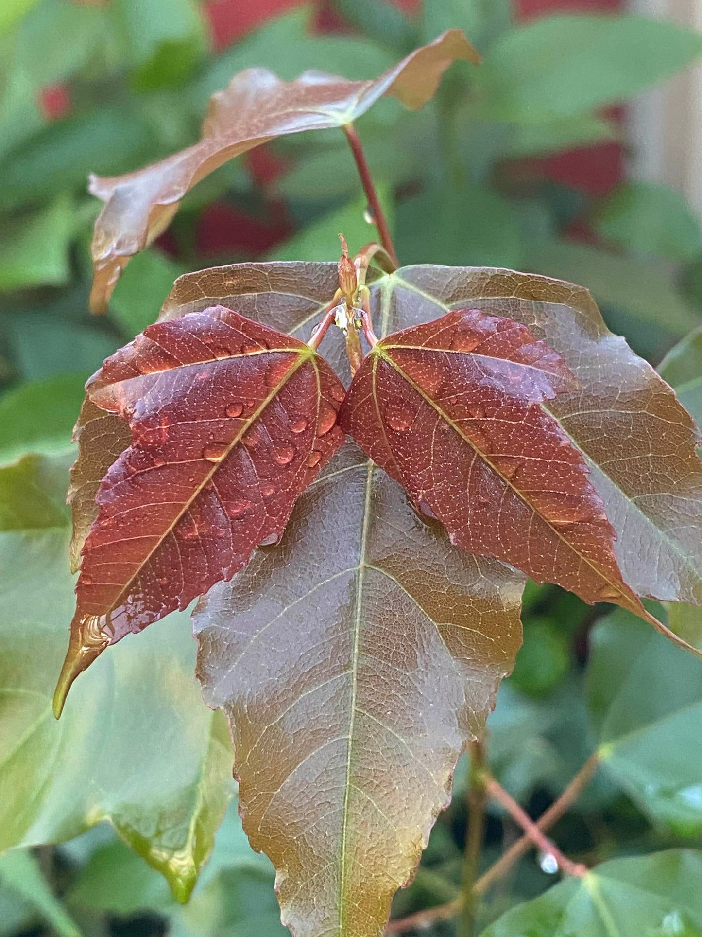 Acer paxii