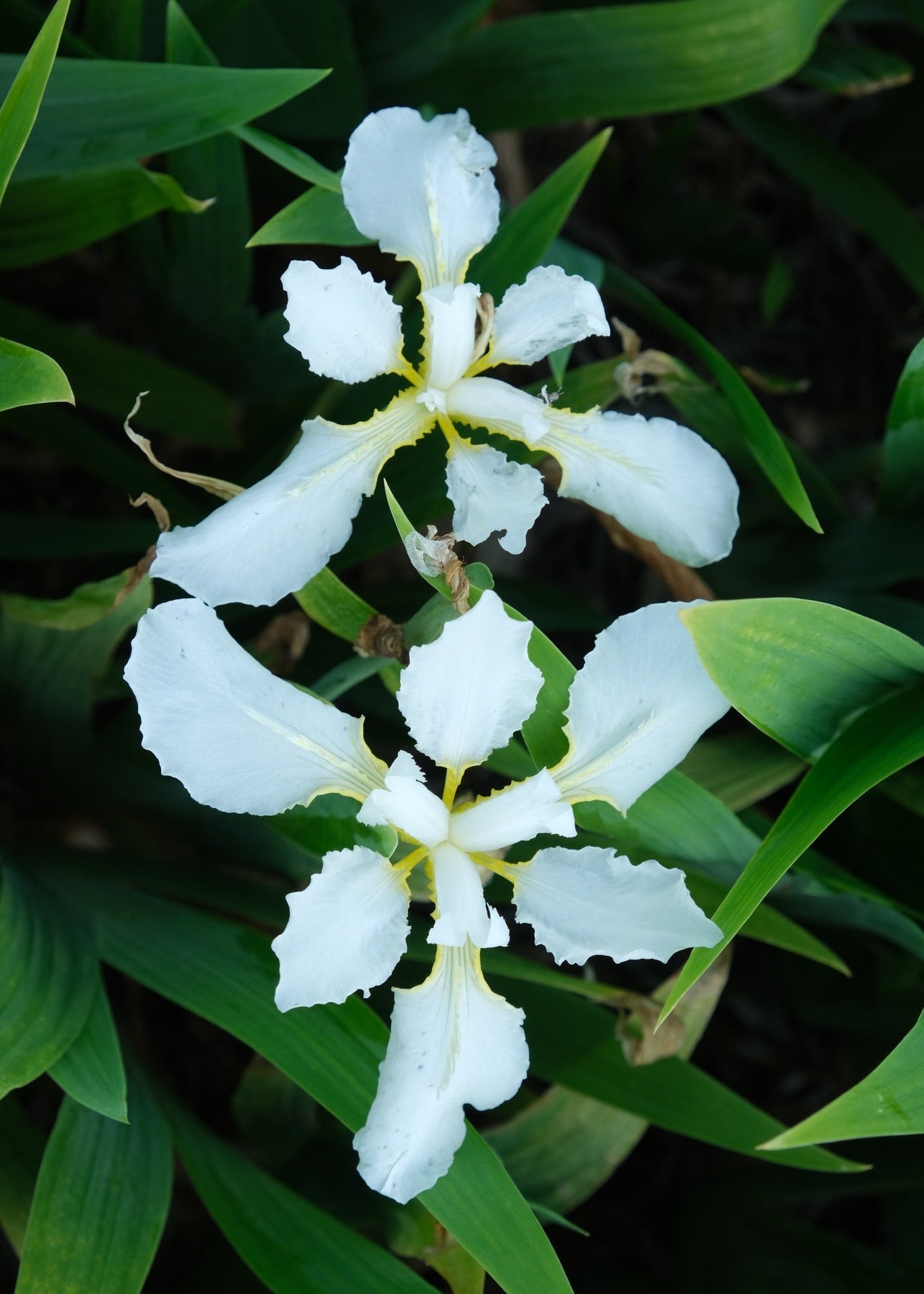 Iris tectorum 'Alba' - White Japanese Roof Iris