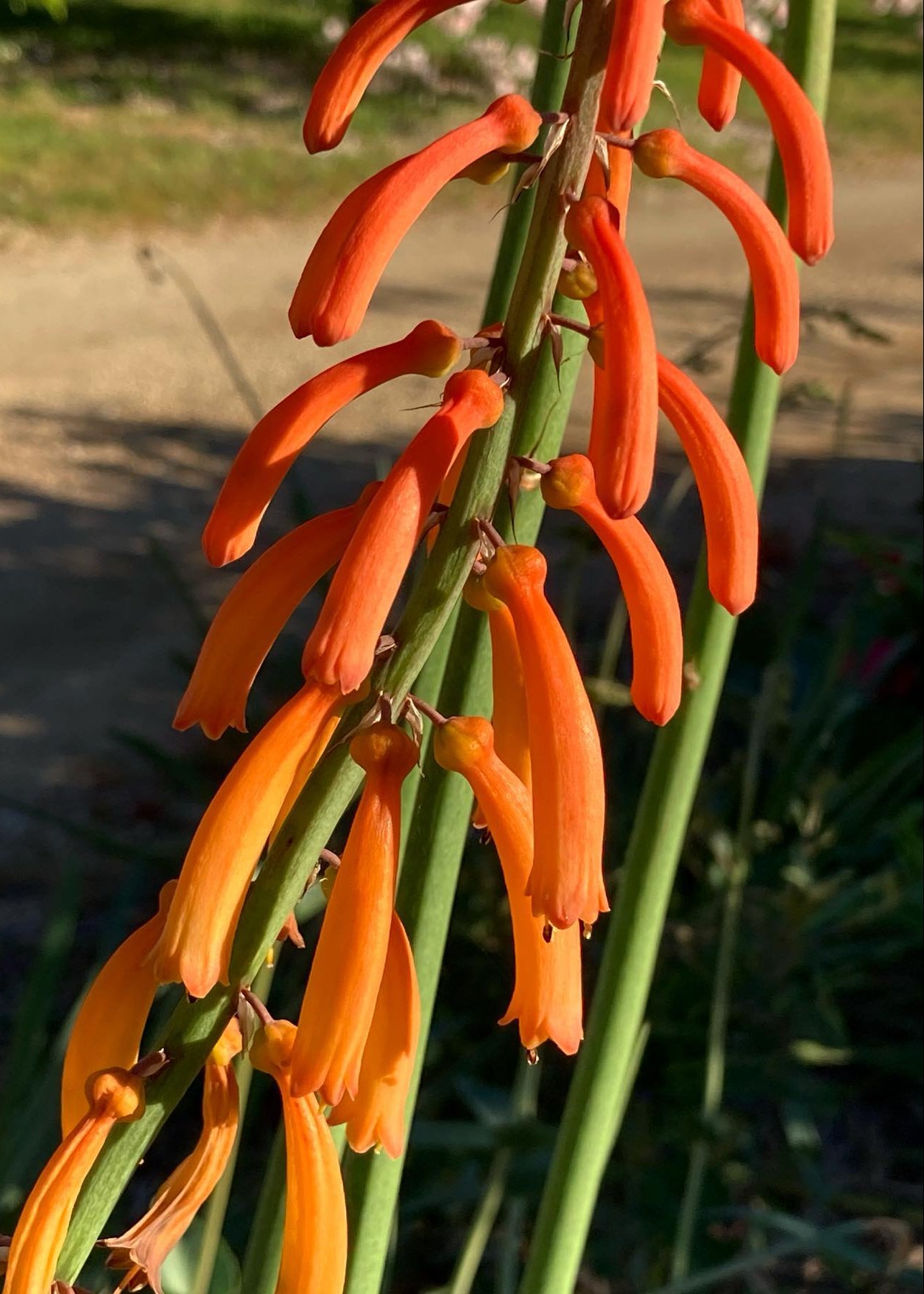 Kniphofia thomsonii var. snowdenii