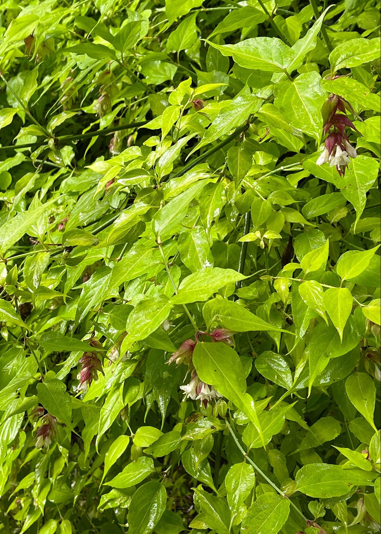 Leycesteria formosa 'Aurea' - Golden Himalayan Honeysuckle