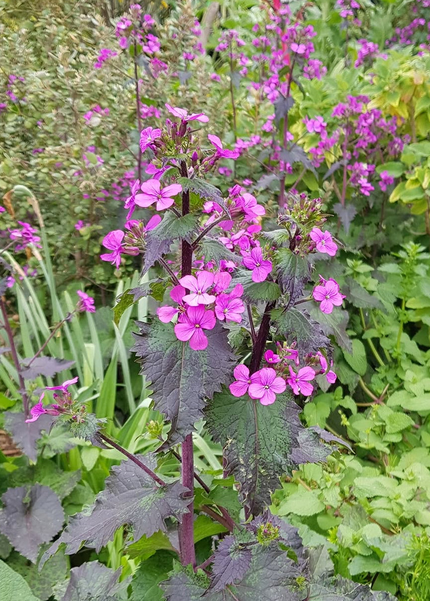 Lunaria annua ‘Chedglow’