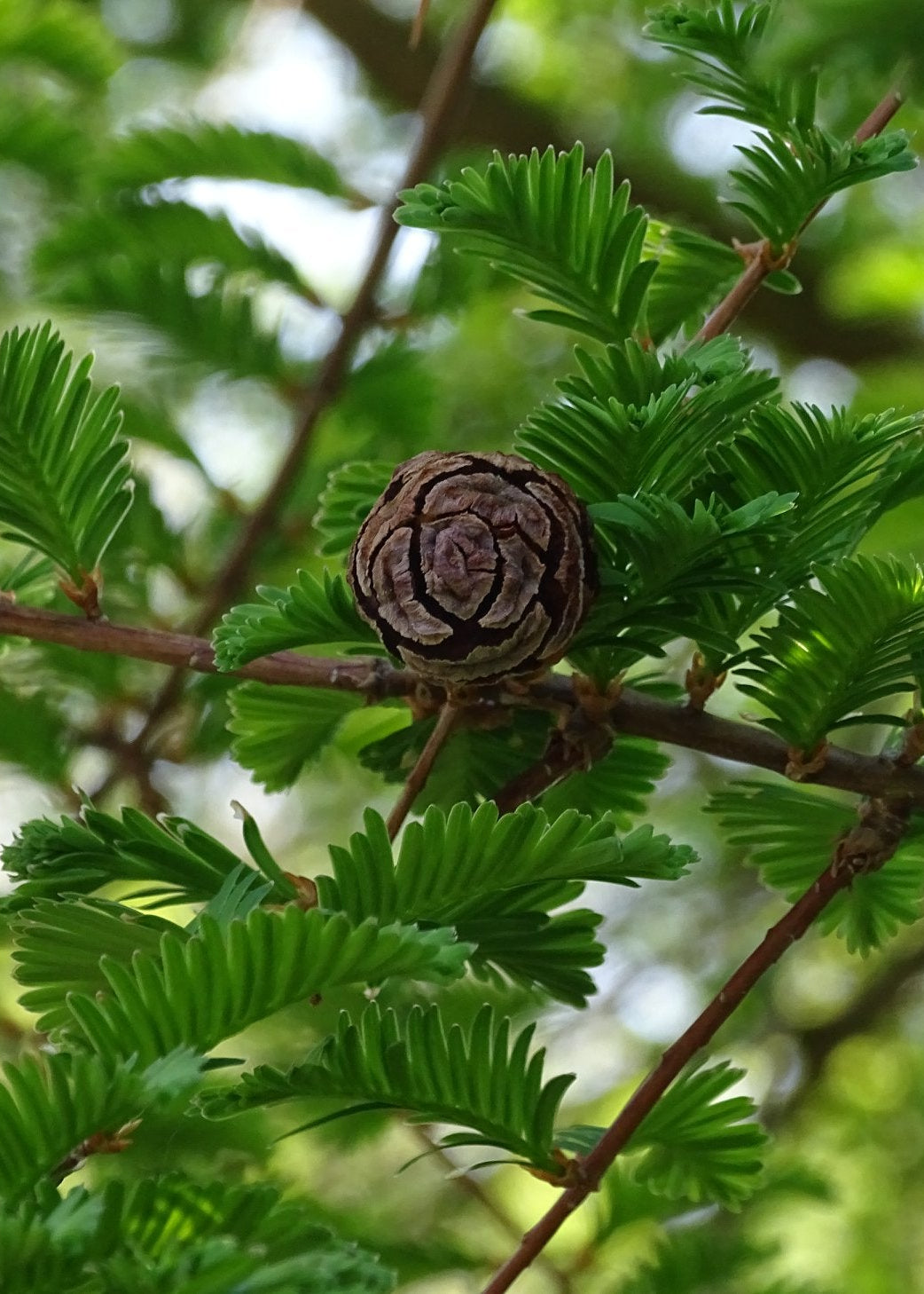 Metasequoia glyptostroboides - Dawn Redwood