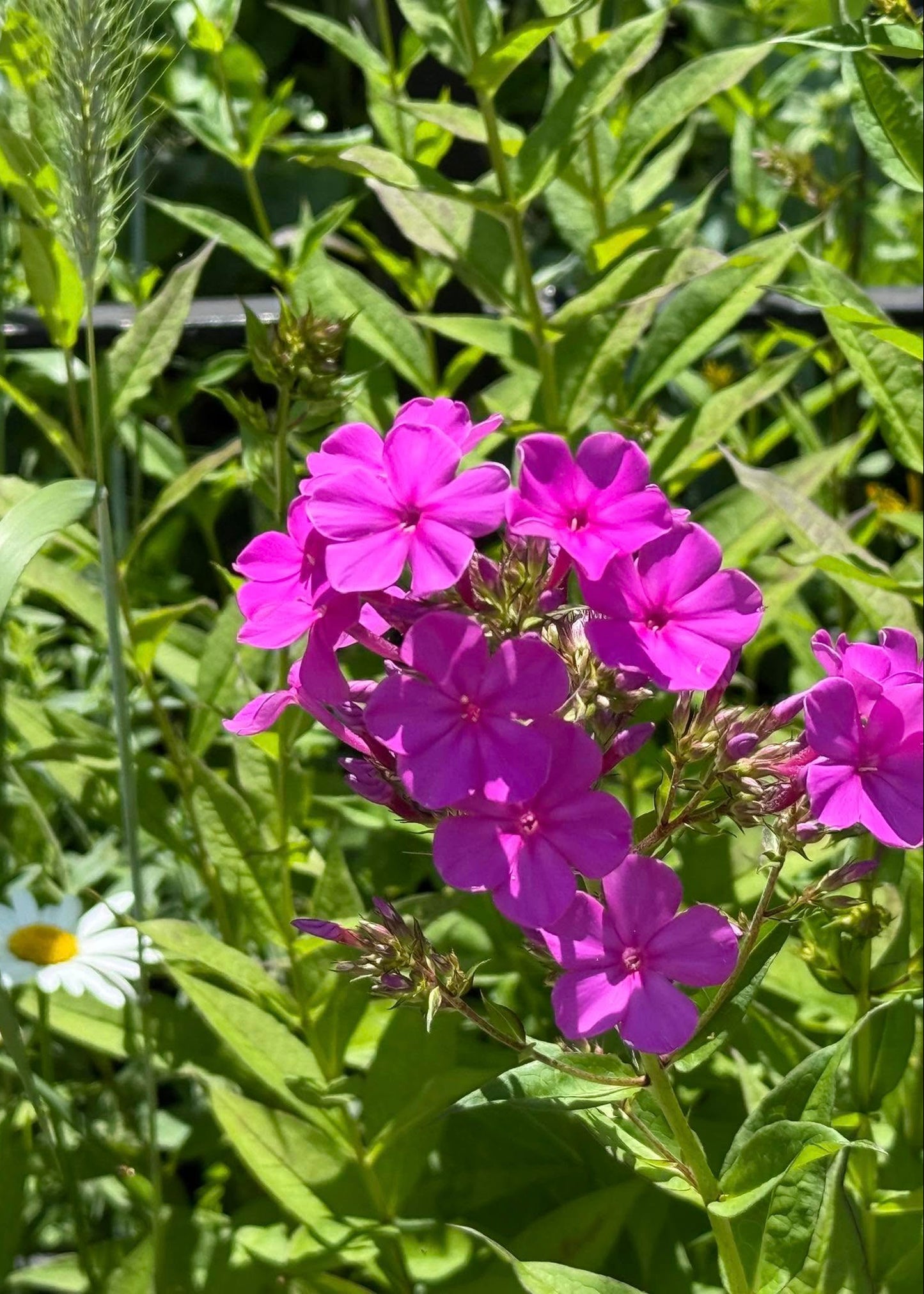Phlox paniculata 'Robert Poore'