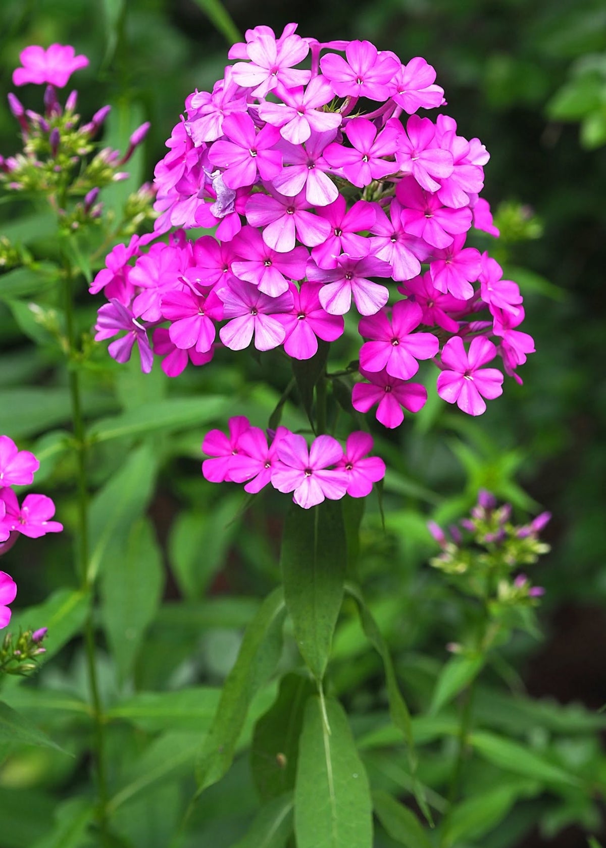 Phlox paniculata 'Robert Poore'