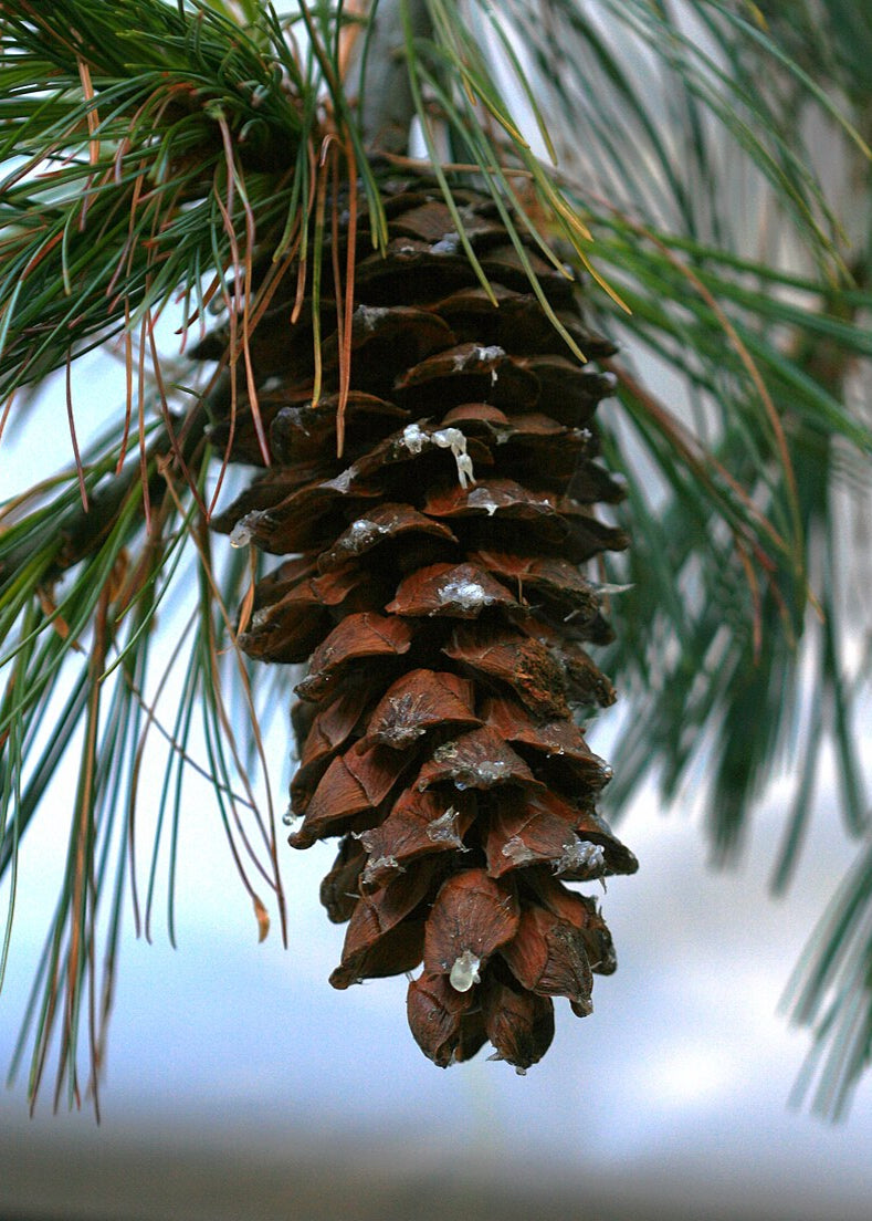 Pinus armandii - Chinese White Pine