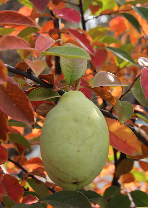 Pseudocydonia sinensis - Chinese Quince