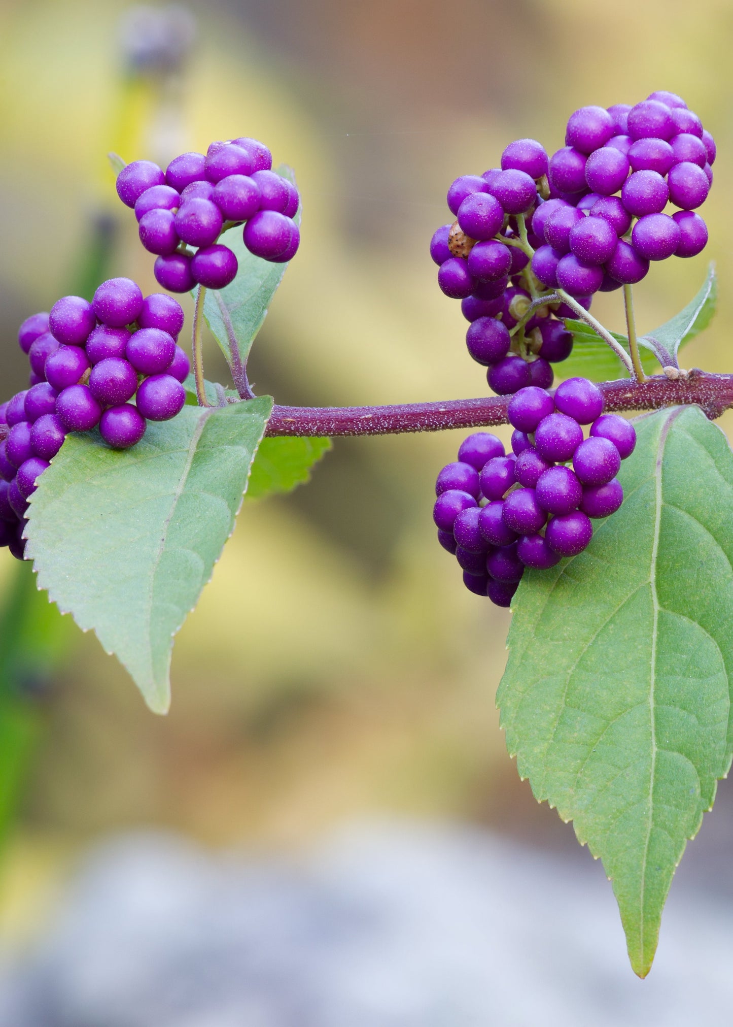 Callicarpa dichotoma - Purple Beautyberry or Early Amethyst