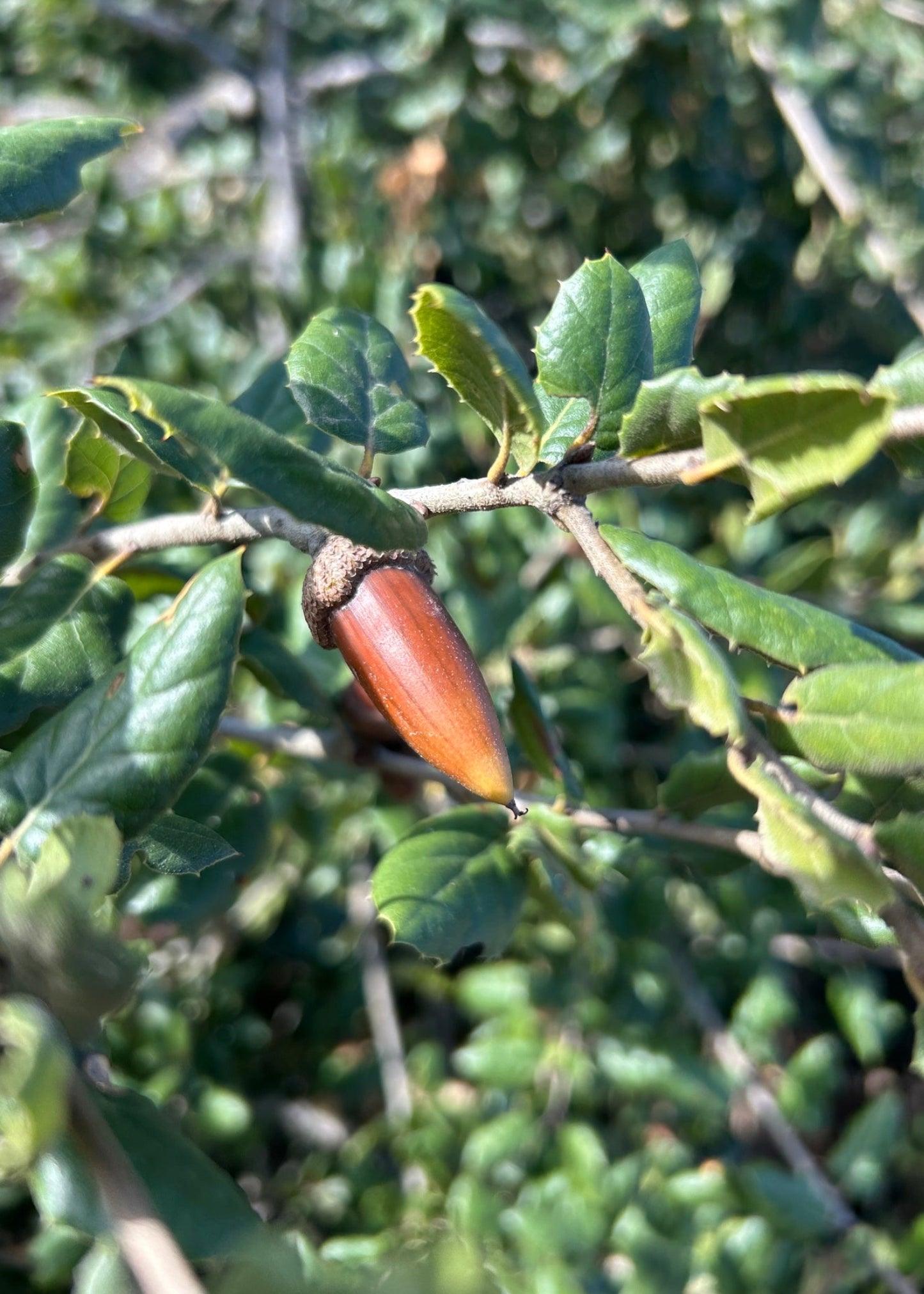 Quercus agrifolia - Coast Live Oak