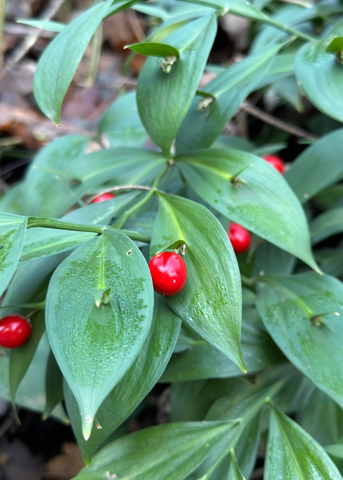 Ruscus hypoglossum - Spineless Butchers Broom