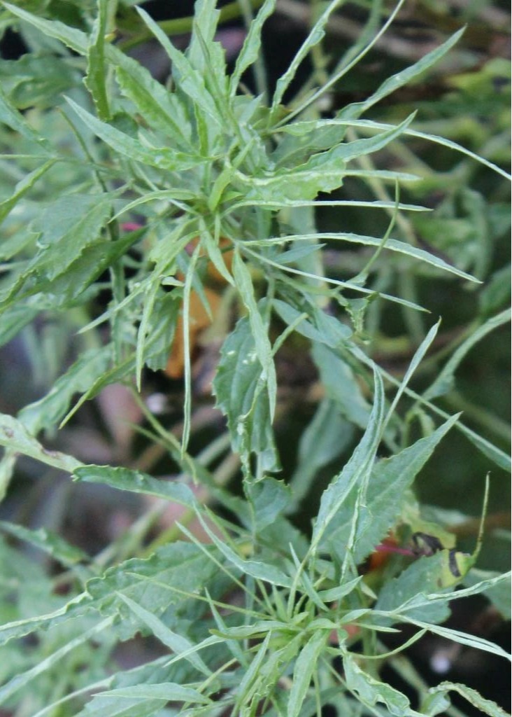 Sambucus nigra ‘Linearis'