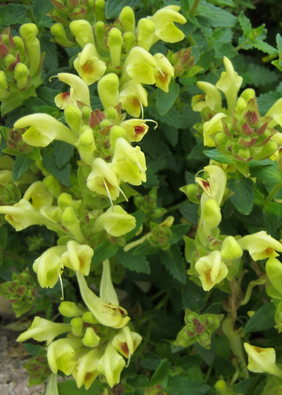 Scutellaria alpina 'Moonbeam'