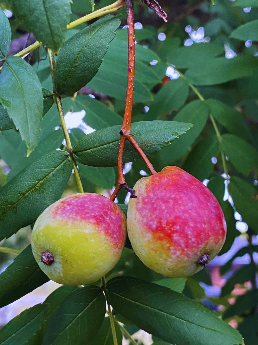 Cormus domestica Syn: Sorbus domestica - Service Tree